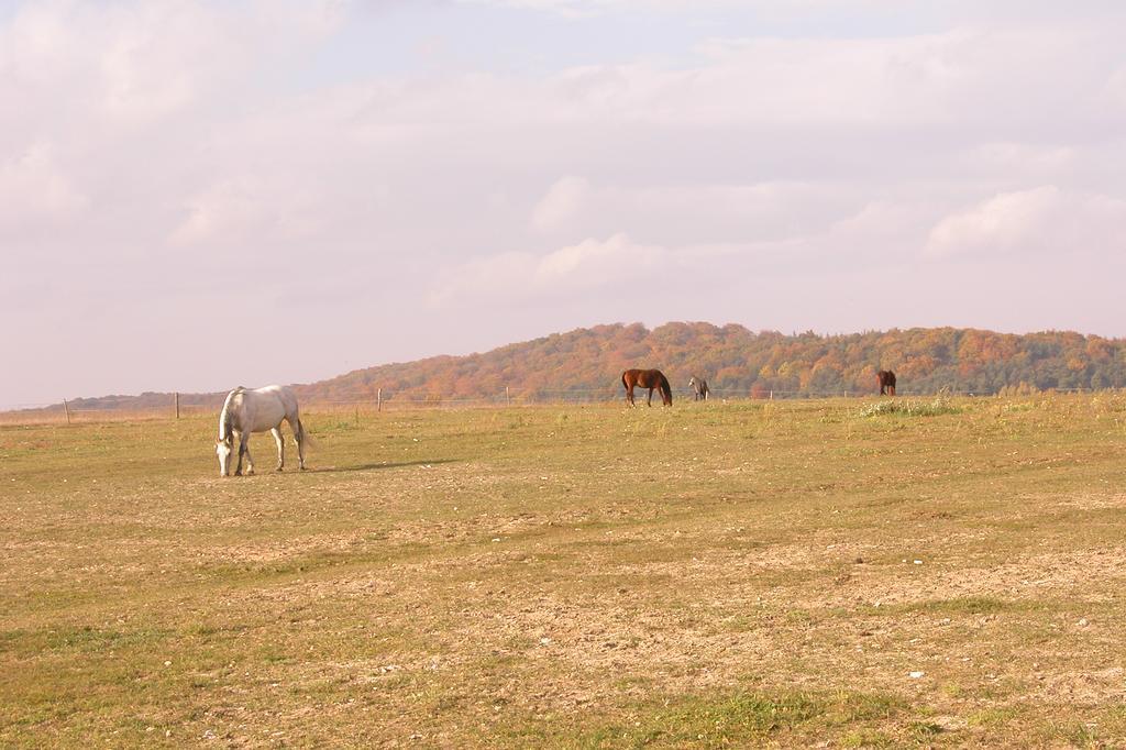 Stajnia Bialy Borek Biskupice Kocurów Exterior foto
